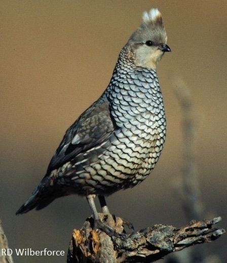 Scaled quail wildlifetamuedufiles201401quail12jpg