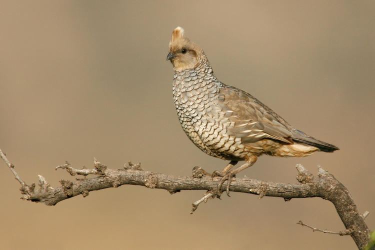 Scaled quail Scaled Quail Audubon Field Guide