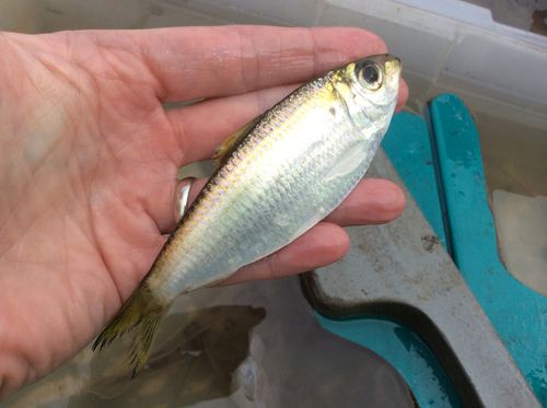 Scaled sardine Scaled Sardine observed by clcscience 0452 PM EDT on June 23 2014