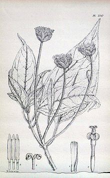 Scalesia pedunculata httpsuploadwikimediaorgwikipediacommonsthu