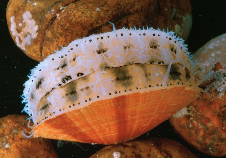 Scallop aquaculture