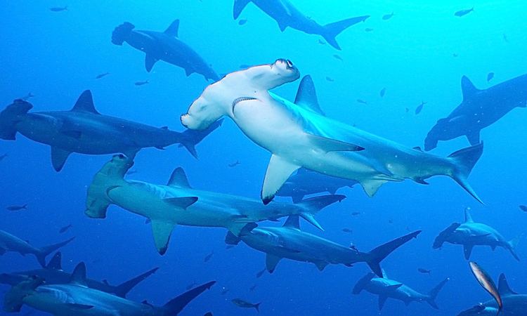 Scalloped hammerhead Scalloped hammerhead shark Galapagos Conservation Trust