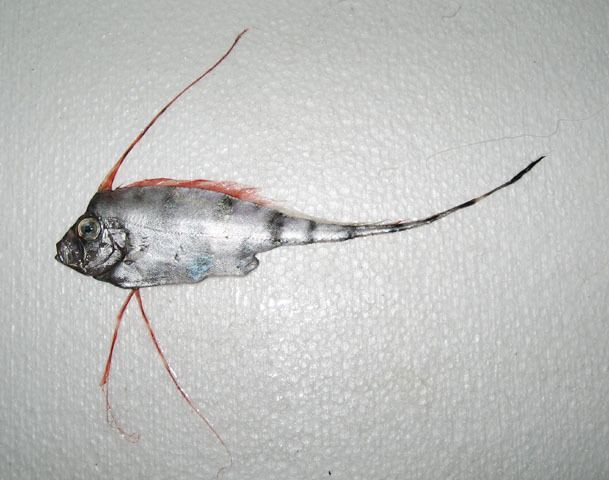 Scalloped ribbonfish Zu cristatus Scalloped ribbonfish Trachypterus cristatus