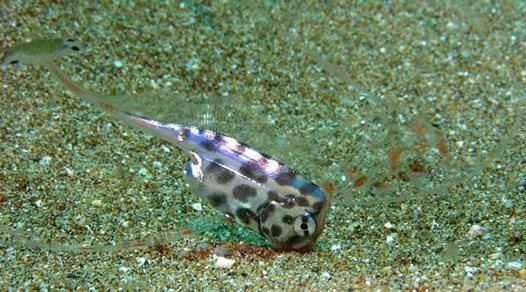 Scalloped ribbonfish A juvenile Scalloped Ribbonfish Australian Museum