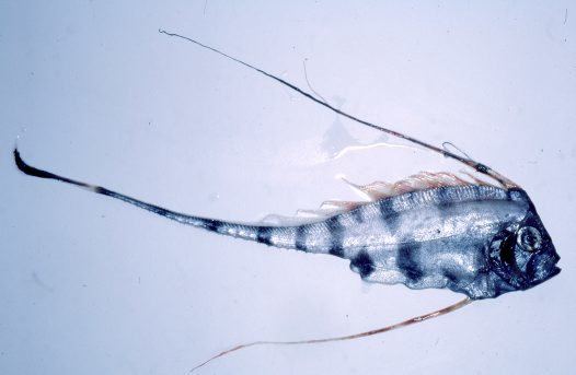 Scalloped ribbonfish Zu cristatus Scalloped ribbonfish Trachypterus cristatus