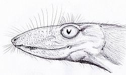 Scaloposaurus httpsuploadwikimediaorgwikipediacommonsthu