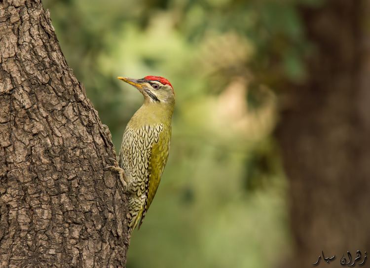 Scaly-bellied woodpecker Scalybellied woodpecker IslamabadPakistan Nov 2014 Flickr