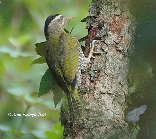 Scaly-bellied woodpecker Oriental Bird Club Image Database Scalybellied Woodpecker Picus
