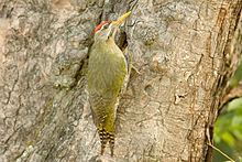 Scaly-bellied woodpecker Scalybellied woodpecker Wikipedia