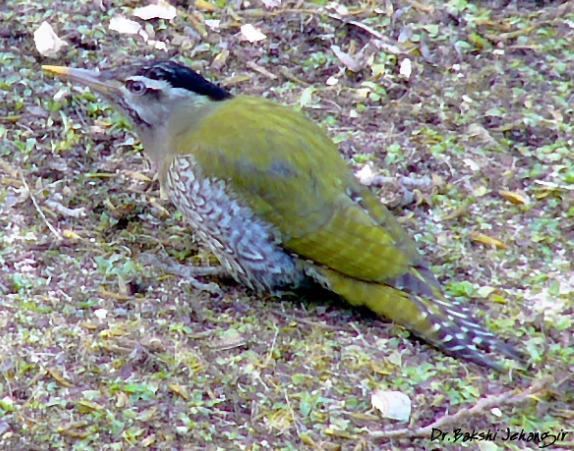 Scaly-bellied woodpecker orientalbirdimagesorgimagesdatascalybelliedwo