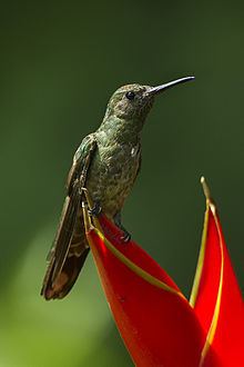 Scaly-breasted hummingbird httpsuploadwikimediaorgwikipediacommonsthu