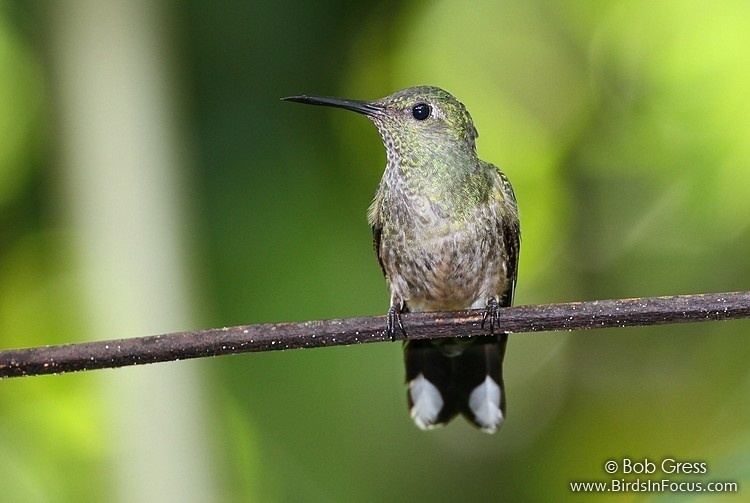 Scaly-breasted hummingbird Birds in Focus Scalybreasted Hummingbird