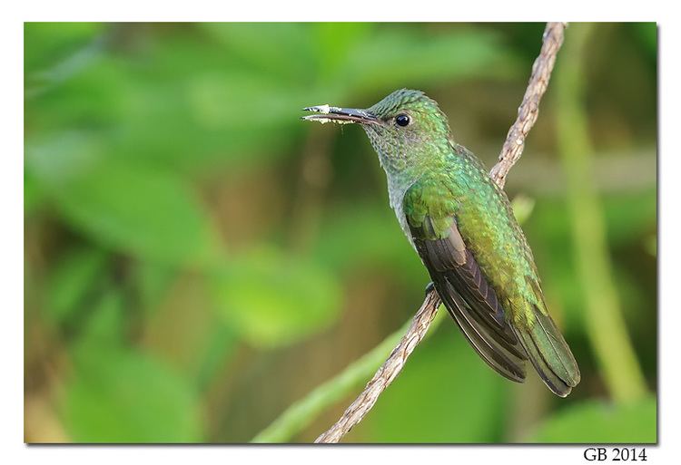 Scaly-breasted hummingbird SCALYBREASTED HUMMINGBIRD