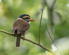 Scaly-breasted kingfisher httpsuploadwikimediaorgwikipediacommonsthu