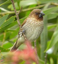 Scaly-breasted munia httpsuploadwikimediaorgwikipediacommonsthu