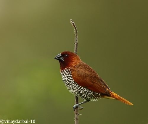 Scaly-breasted munia Scalybreasted Munia BirdForum Opus