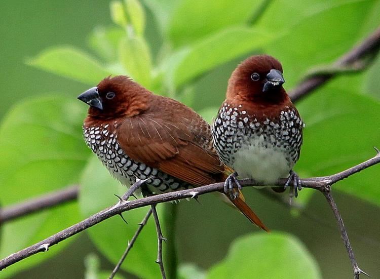 Scaly-breasted munia Scalybreasted Munia Lonchura punctulata videos photos and sound