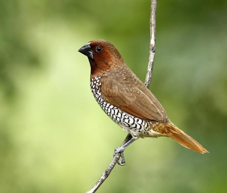 Scaly-breasted munia Scalybreasted Munia BirdsIITK