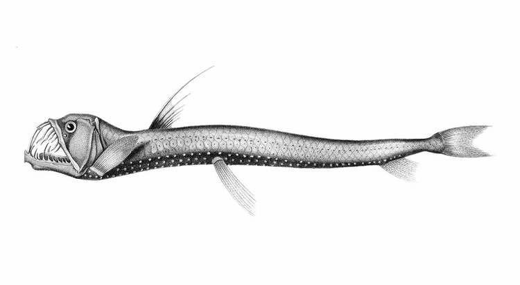 Scaly dragonfish httpswwwoldbookillustrationscomwpcontenthi