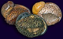 Scaly-foot gastropod Scalyfoot gastropod Wikipedia