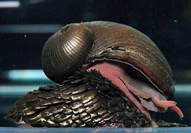 Scaly-foot gastropod Scalyfoot gastropod 12 of the most interesting snails in the