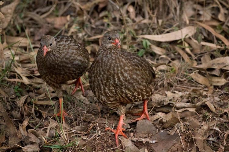 Scaly francolin Scaly Francolin Pternistis squamatus videos photos and sound