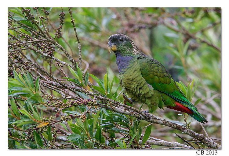 Scaly-headed parrot SCALYHEADED PARROT