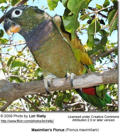 Scaly-headed parrot Maximilian39s Pionus aka Scalyheaded Pionus