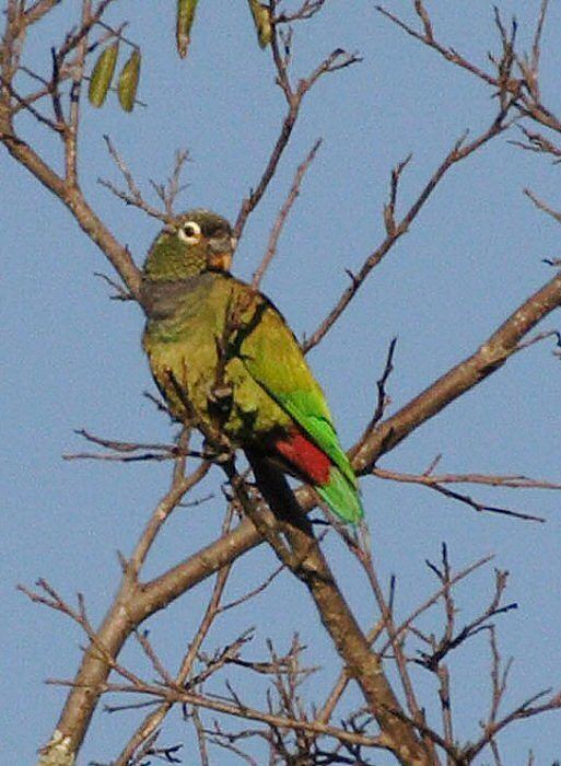 Scaly-headed parrot Mangoverde World Bird Guide Photo Page Scalyheaded Parrot Pionus