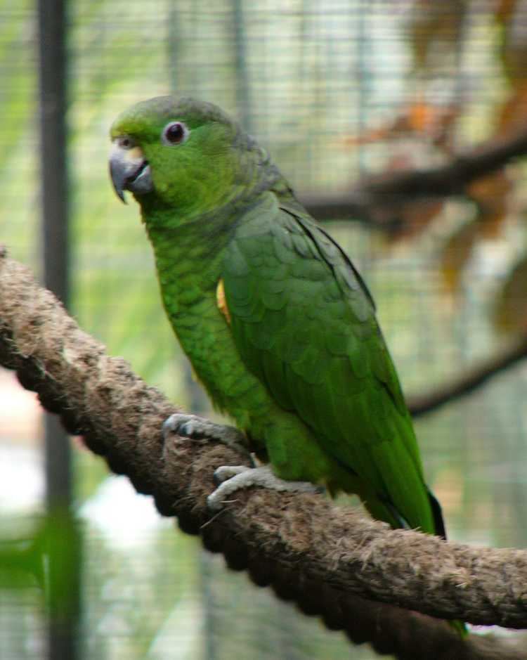 Scaly-naped amazon Scalynaped Amazon Amazona mercenarius Exotic birds Pets