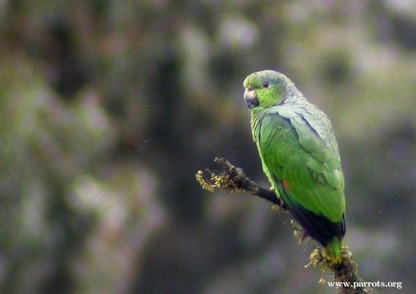 Scaly-naped amazon Scalynaped Amazon World Parrot Trust