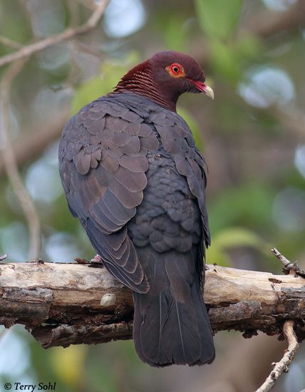 Scaly-naped pigeon Scalynaped Pigeon Species Information and Photos