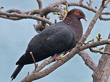 Scaly-naped pigeon httpsuploadwikimediaorgwikipediacommonsthu