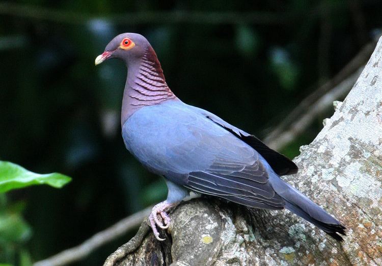 Scaly-naped pigeon ScalyNaped Pigeon Charles D Peters M P R Flickr
