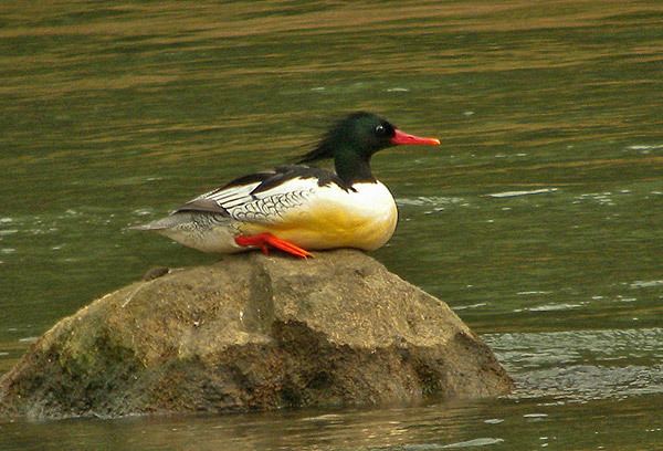 Scaly-sided merganser Surfbirds Online Photo Gallery Search Results