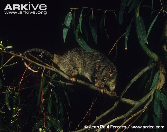 Scaly-tailed possum Scalytailed possum videos photos and facts Wyulda squamicaudata