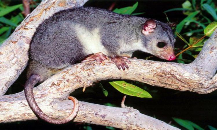 Scaly-tailed possum The scalytailed possum is back ScienceAlert