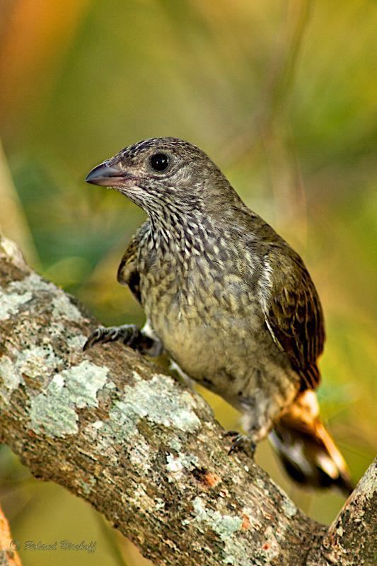 Scaly-throated honeyguide Scalythroated Honeyguide Indicator variegatus videos photos and