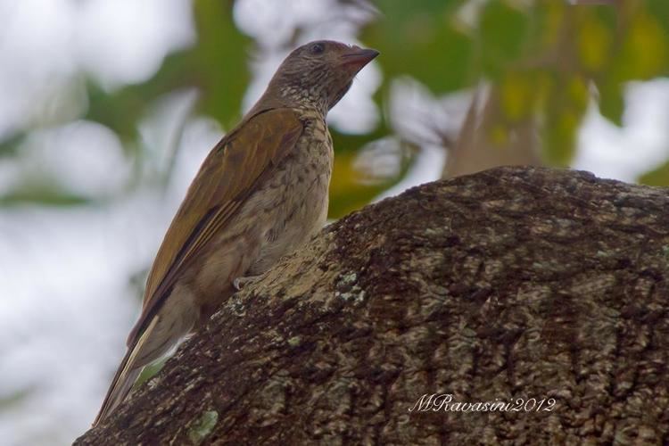 Scaly-throated honeyguide Photos of Scalythroated Honeyguide Indicator variegatus the