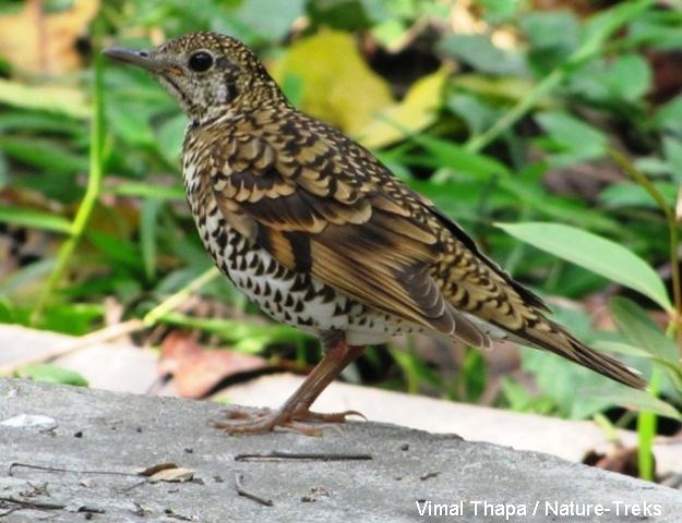 Scaly thrush Common Scaly Thrush Beautiful Asian Forest Singer