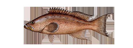 Scamp grouper Fishing and Boating Resources How to start fishing today Take Me