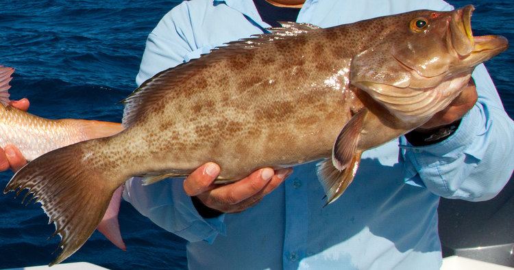 Scamp grouper Scamp Grouper Fishing in the Florida Keys