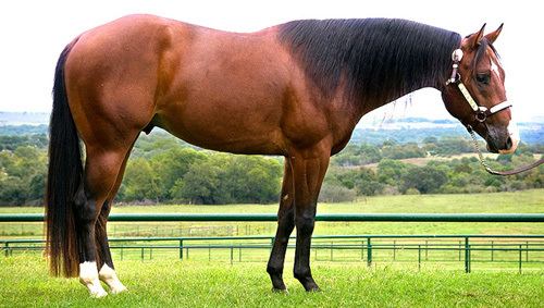 Scamper (horse) Famed barrel racing horse Scamper dies at 35 News Horsetalkconz