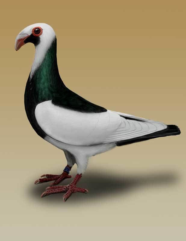 Scandaroon pigeon Scandaroon Pigeon Art by Gary Romig