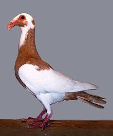 Scandaroon pigeon httpsuploadwikimediaorgwikipediacommonsthu