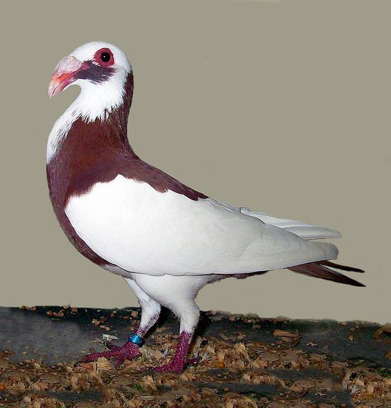 Scandaroon pigeon Red Magpiemarked Scandaroon Pigeon photo by jimgifford via