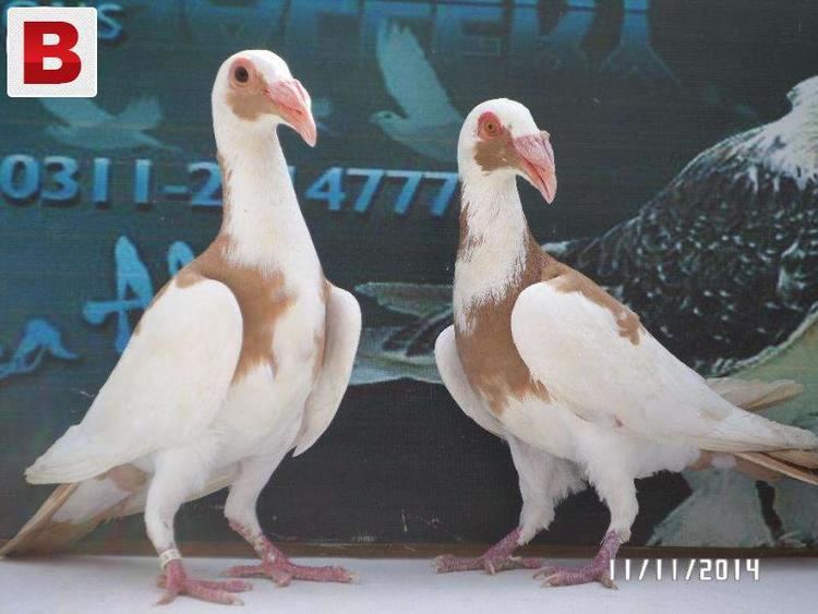 Scandaroon pigeon Scandaroon pigeon Karachi
