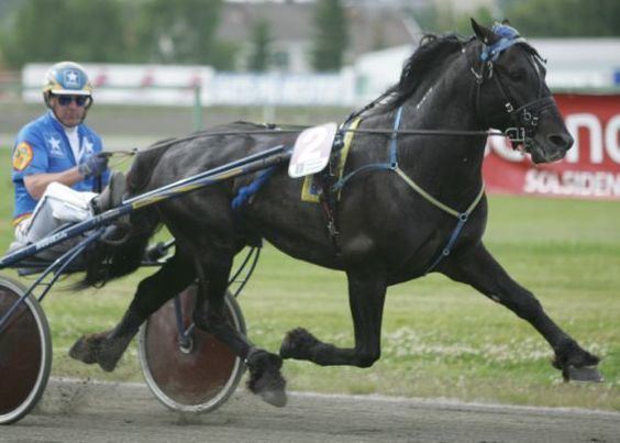 Scandinavian coldblood trotter Coldblood Trotter mostly bred in Norway Sweden and Finland and