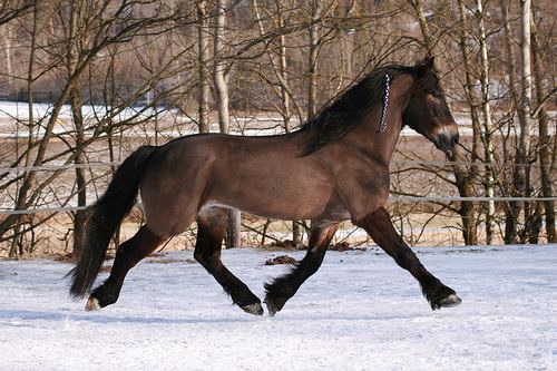 Scandinavian coldblood trotter Scandinavian Coldblood Trotter Horse Info Origin History Pictures