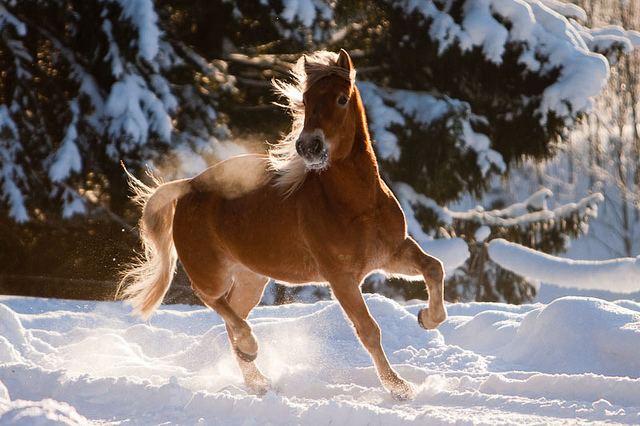 Scandinavian coldblood trotter Scandinavian Coldblood Trotter Horse Info Origin History Pictures
